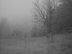 Infrared trail cam photo of a curious deer in the morning mist